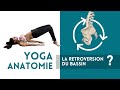 Yoga  anatomie  la rtroversion du bassin