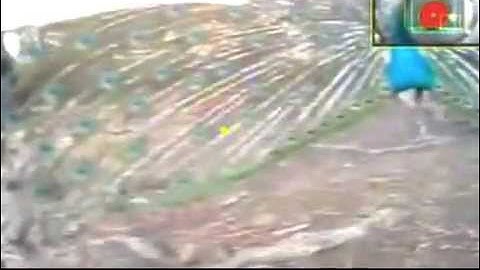 First evidence of what peahens look at in a mate