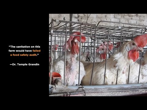 Experts React to Undercover Investigation by Mercy For Animals