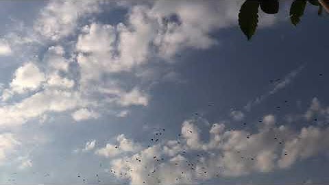 Vroege Vogels - Kwetterende spreeuwen vallen ineens stil (geluid aan)