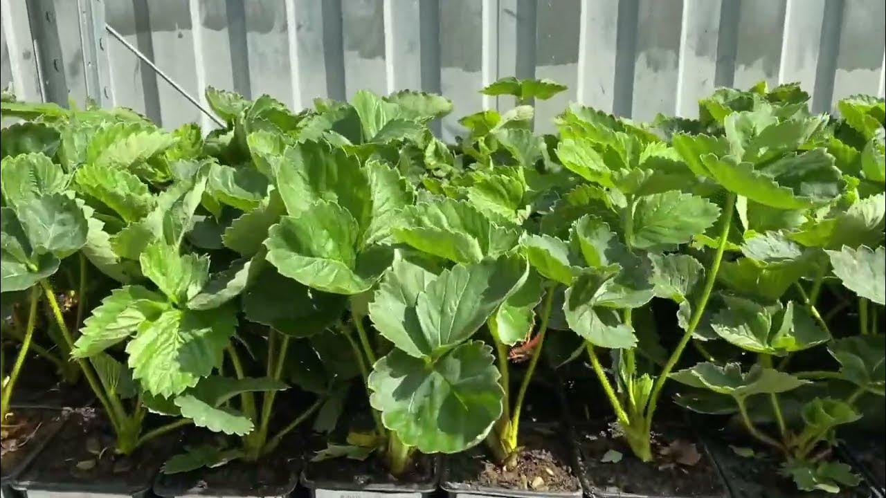 Клубника в стаканчиках Август 2022 Питомник "Зеленая Жизнь" - YouTube