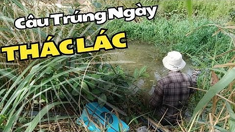 Đi Trúng Luồng Thác Lác Nhiều Dựt Liền Liền Tay Dư Nối Canh Chua Chả Cá Thác Lác