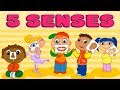 Five Senses: Taste, Smell, Sight, Hearing, Touch - Quiz for Kids