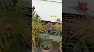 Download Lagu ramdan #music #cover #automobile #song #@sr.videos2 MP3