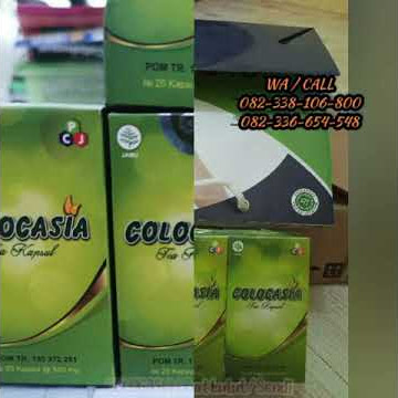 Kapsul Colocasia asli || Colocasia penambah cairan lutut atau sendi 082338106800