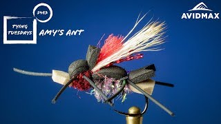 Amy's Ant video