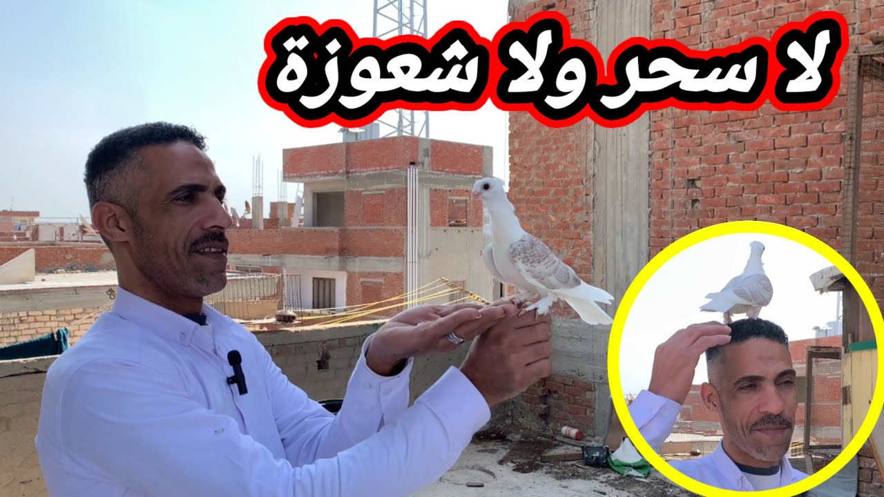 تدريب كتكوته على سماع الكلام الحلقة الاولى(1)#التربووابوحازم