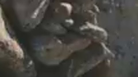 Recent Bigfoot Image Launches New Investigation