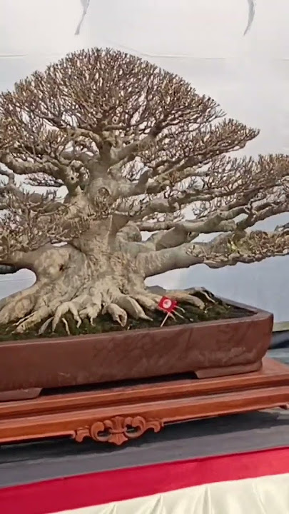 Bonsai Kimeng Istimewa Di Pamnas Bantul Yogyakarta