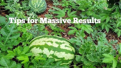 How to Care for Watermelon Plants during the Grow Season? 🍉 🍉 🍉
