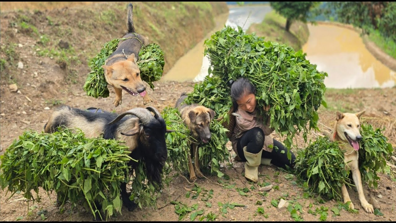 Full video of rice planting season in rural Vietnam and farm animals helping Vietnamese girl