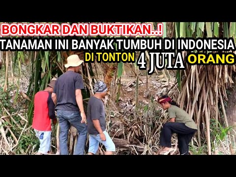 🟢Bongkar Dan Gali❗Tumbuhan LIAR Petunjuk Adanya BERLIAN, Mitos Atau Fakta⁉️