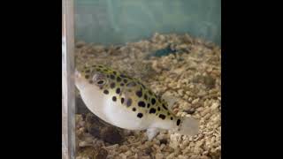 ミドリフグ、おはようと歯軋りGreen spotted pufferfish, Good morning and Teeth clenching