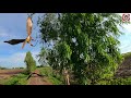 Harris hawk hunting Thailand (12 July 2021)