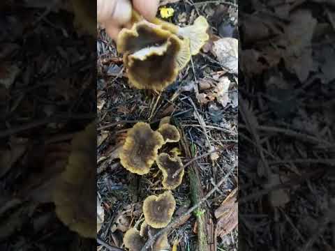 Лисичка трубчатая (Craterellus tubaeformis). Лисичка трубковидная съедобный гриб. В лес за грибами