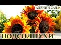 Как вырастить подсолнухи / Sunflowers 🌻