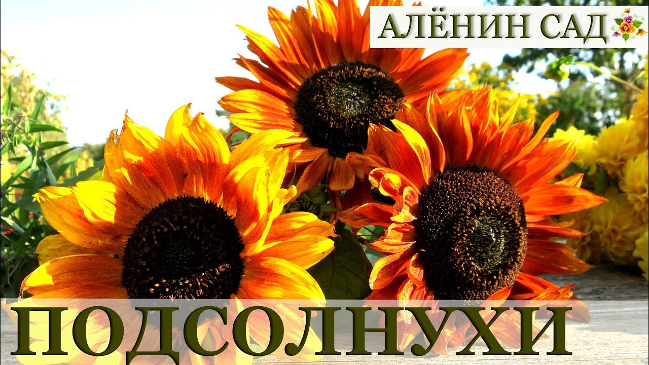 ⁣Как вырастить подсолнухи / Sunflowers ????