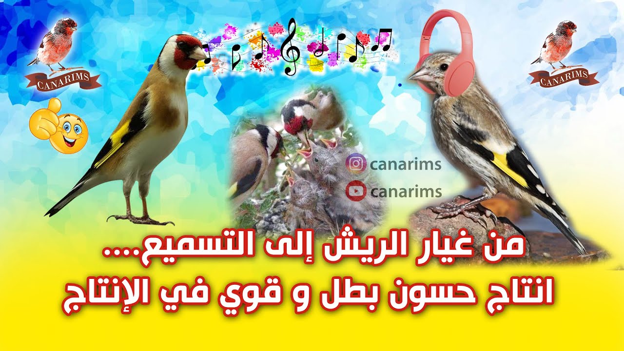 من غيار الريش إلى التسميع ... خطوات إنتاج حسون بطل🔥🔥