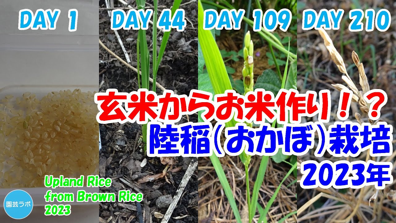 玄米からお米作り！？ 畑で作るお米、陸稲（おかぼ、りくとう）栽培