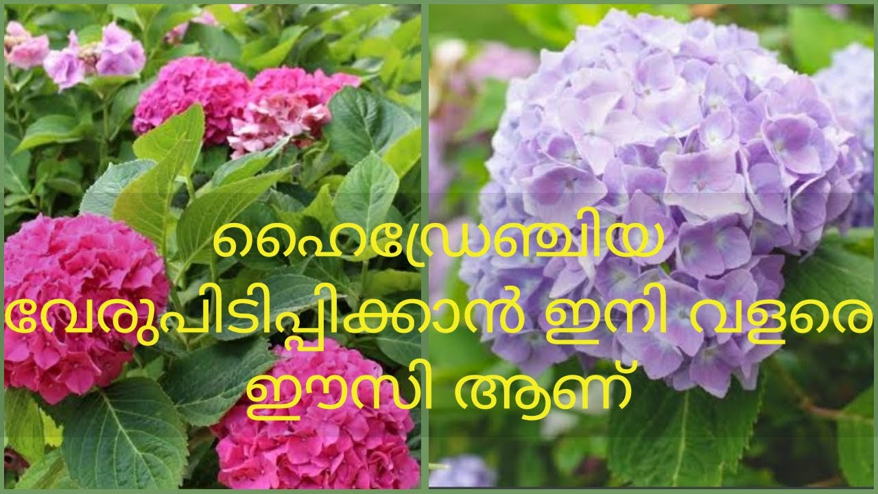 How Propagate Hydrangea/ഹൈഡ്രേഞ്ചിയ ഈസിയായി വേര് പിടിപ്പിക്കാം
