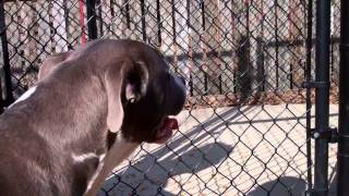 Meet Jaz A Terrier American Pit Bull Currently Available For Adoption At Petango 122012 125