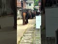 Baby Elephant Refuses to Sleep 😴🐘 #CuteAnimals