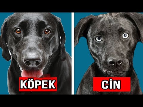 Dikkat Edin ! Bu Siyah Köpeklerden Uzak Durun, İçinde Cin Var. Cinleri Tanıyın!