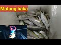 Handline fishing. Matang baka. SINTOG or PAKASKAS