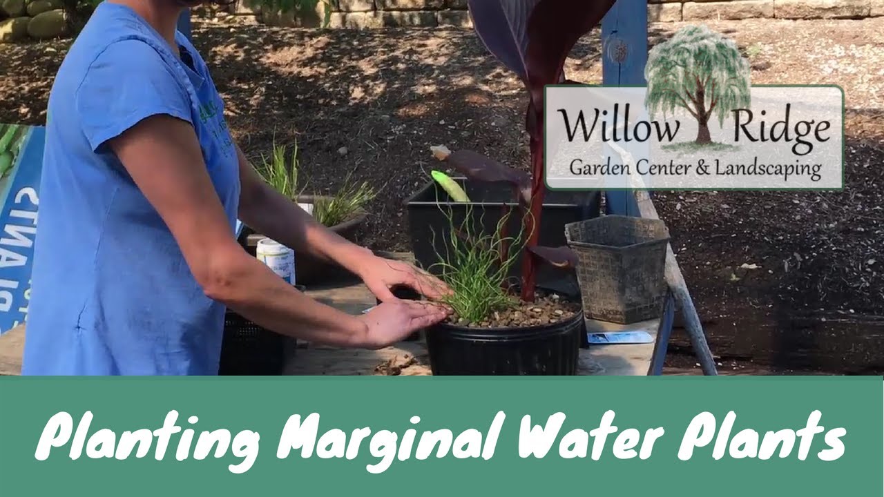 Planting Marginal Water Plants Willow Ridge Garden Center