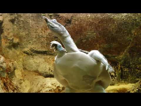 Chinese softshelled turtle