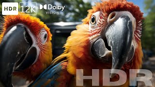 4K & 8K BIRDS HDR 60 FPS DOLBY VISION