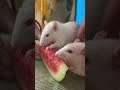 Yumm watermelon 🍉 🥰😍unbelievable 😍🥰😇