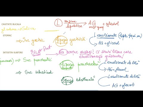 Video: Care este structura și funcția enzimelor?