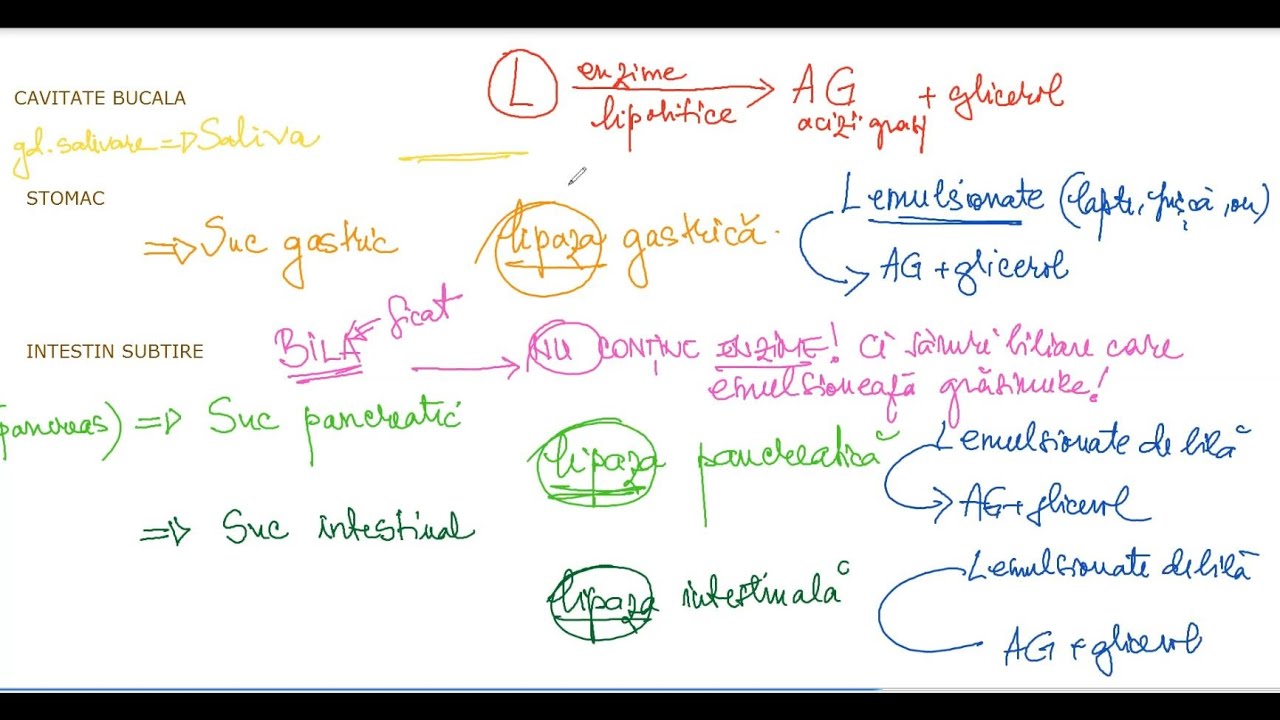 Enzime digestive - digestia chimica a alimentelor in tubul digestiv si produsii finali