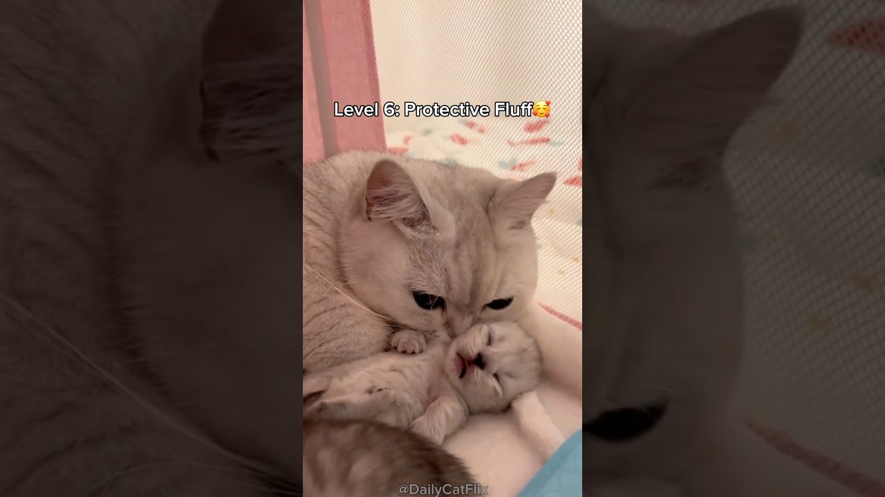 Cats getting more Clingy🥺