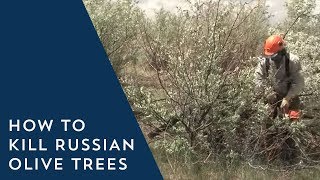 How to Kill Russian Olive Trees