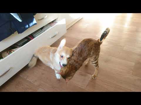 Как корги уживаются с кошками