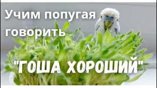 Учим попугая говорить 