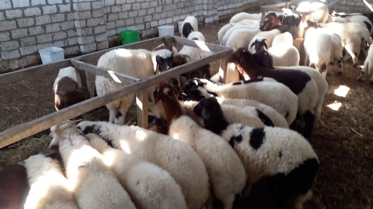 التسمين السريع والتسمين البطيء والفرق بينهما وايهما افضل