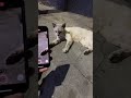 白猫