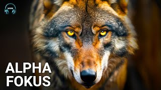Concentration music with alpha waves for more focus - successfully concentrate on work