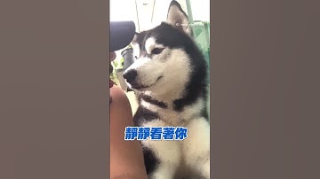 在哈士奇面前模仿牠喘氣呼吸｜A man imitates a husky