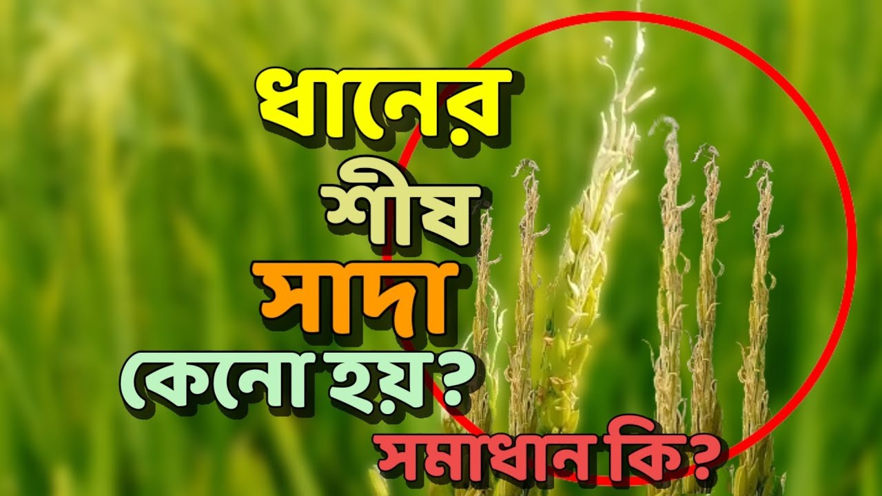 why-do-rice-grains-come-out-white