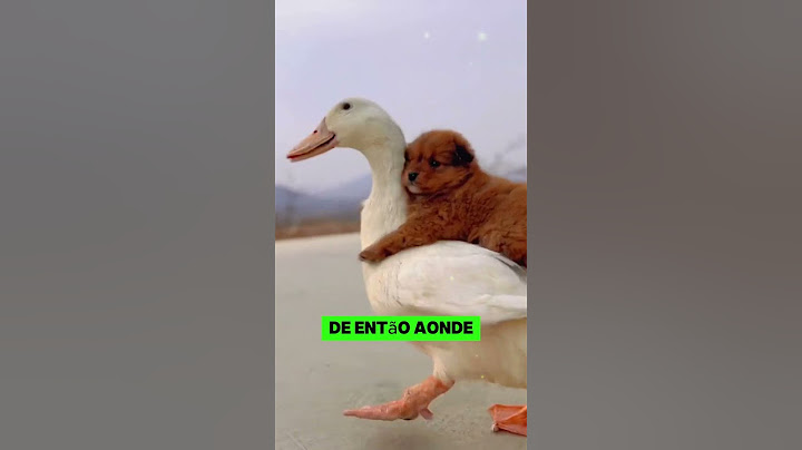 A amizade entre o pato e o caozinho