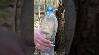 A GIRL Extracts Sap From a Tree!!!😋#camping #survival #bushcraft #outdoors #lifehack