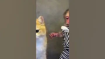 انا موتك بو انا عورتك تش Shorts Cat 