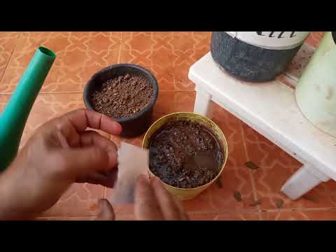 زراعة نبات الستفيا في المنزل 