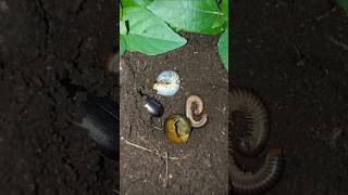 rich people die poor people die beetle version, cute caterpillars, millipedes and snails #shorts