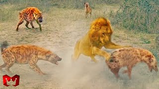 Download Lagu Pertarungan Hidup MATI Singa VS Hyena..!! Siapa Pemenang Dalam Pertarungan Singa Melawan Hyena Ini MP3