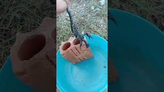 Big Scorpion And Strong shortsplaesesubscribemychannels